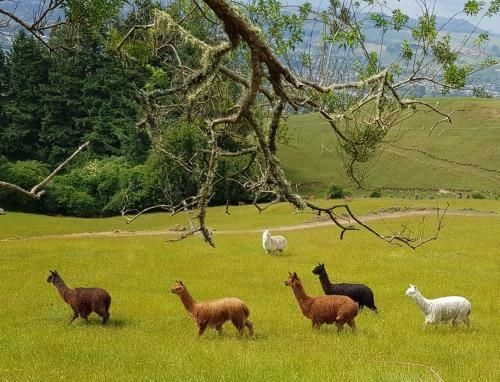 Aorangi Highland Country Retreat4