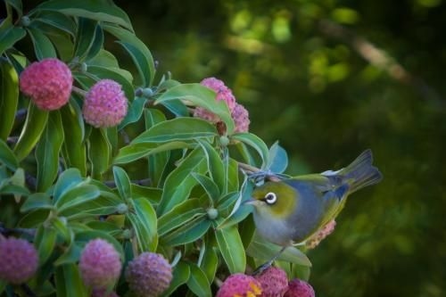 Beaufort House Akaroa4