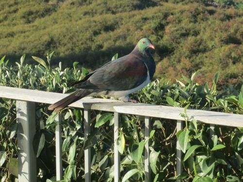 Medlands Beach Lodge1