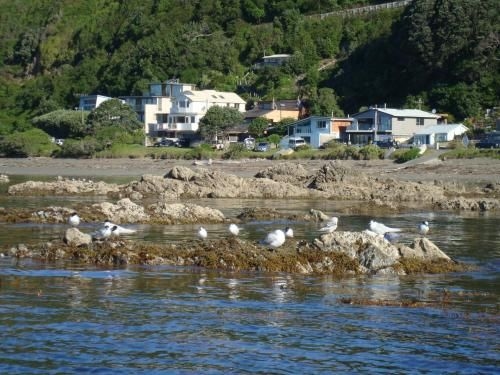Kapiti Waves B&B4