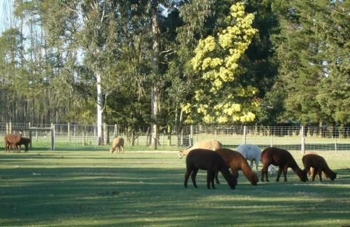 Miners Arms Farm Bed and Breakfast2