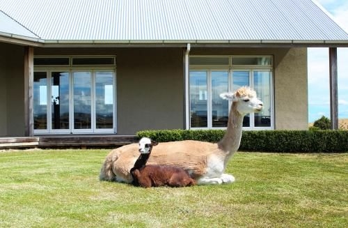 Gallin Farm Alpacas and Farmstay0