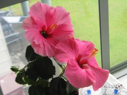 Hibiscus Bed & Breakfast Hibiscus Bed & Breakfast