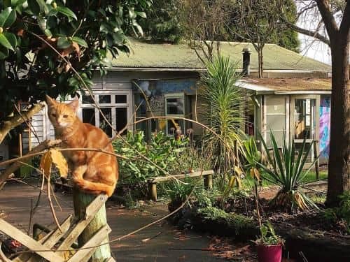 Fat Cat Backpackers Community Fat Cat Backpackers Community