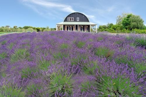 Lavender Hill0