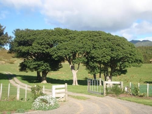 Nga Puriri Bed and Breakfast4