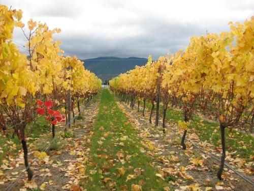 Korohi Vineyard BnB4