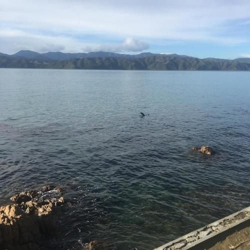 Karaka Bays1