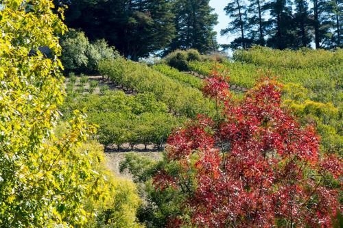 The Manor Basket Range4