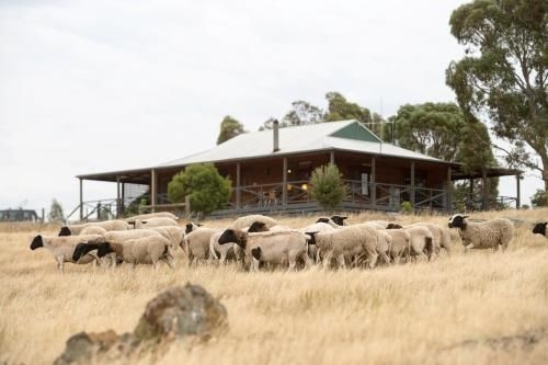 Gilgraves Vineyard Farmstay0