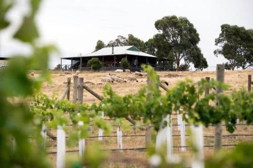 Gilgraves Vineyard Farmstay4