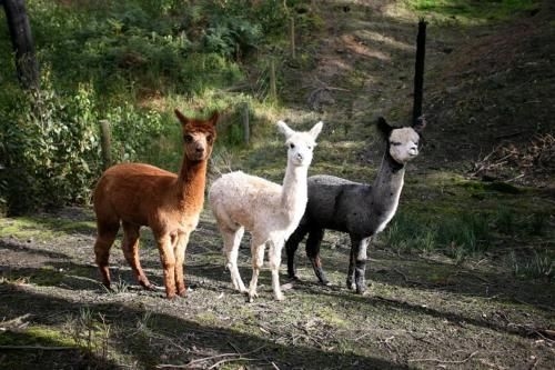 Home Farm Healesville1