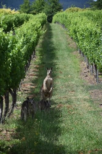 Borrodell Vineyard4