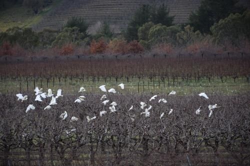 Borrodell Vineyard3