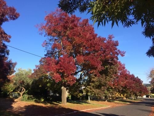 Maple Daylesford2