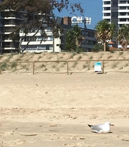 Hi Ho Beach Front Apartments on Broadbeach2