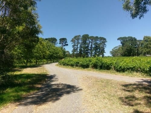Lost in the Vines2