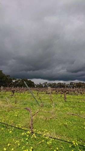 Lost in the Vines3