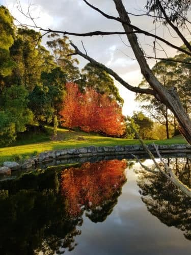 Lyrebird Lodge