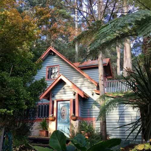 Wild Orchid Olinda