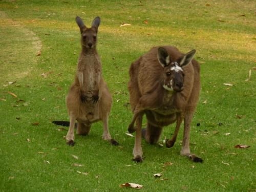Happy Dogs Cottage Margaret River4