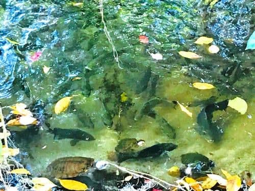 Apartment with Garden View