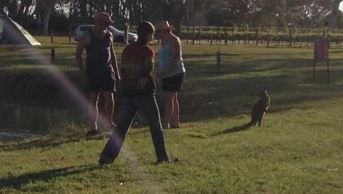 Coonawarra Bush Holiday Park1