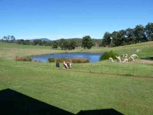 Raynella Alpaca Farmstay3