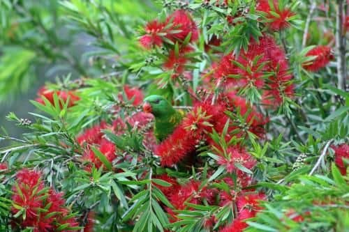 Bottlebrush B & B Bottlebrush B & B