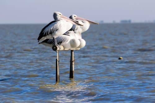 Pelican Perch Retreat Pelican Perch Retreat