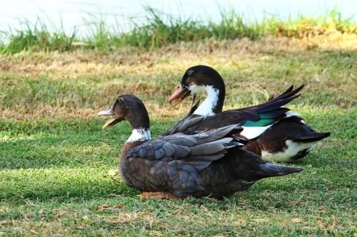 The Duck Inn Apartments2