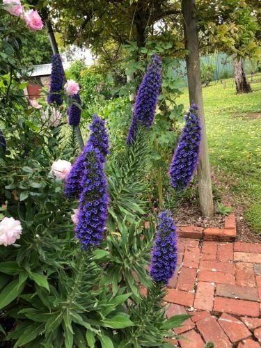 Barossa Barn Bed and Breakfast2
