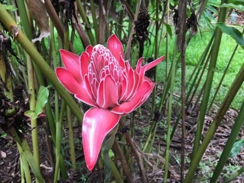 Mena Creek Flower House4
