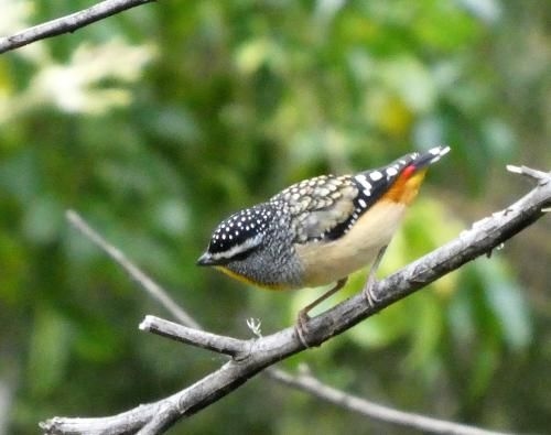 Kookaburra Cottage at Uralba Eco Cottages4