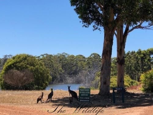 Harmony Forest Cottages & Lake side Lodge (Harmony Forest Cottages)4