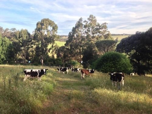 Chestnut Brae Farmstay2