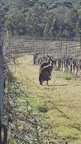 Molly Morgan Vineyard1