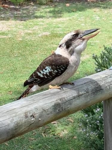 At Melaleuca 33
