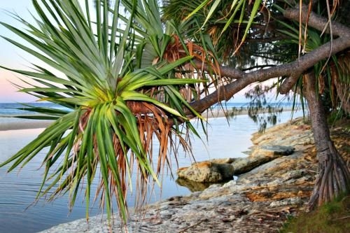 At Melaleuca 31