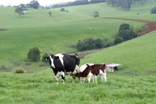 Manderley Park Farmstay B&B4