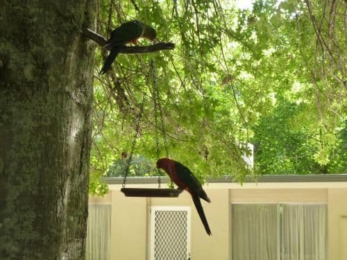Lorikeet Unit