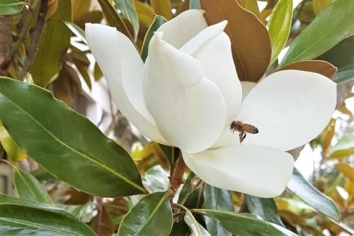 Healesville House - Magnolia House3