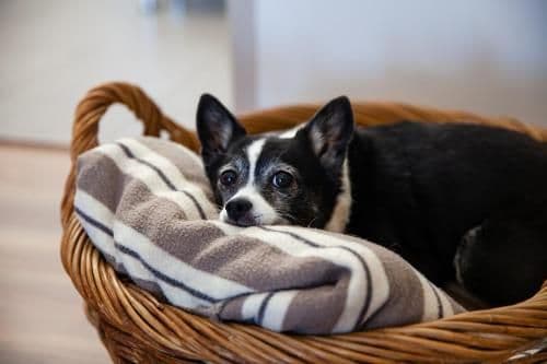 Queen Room - Pet Friendly