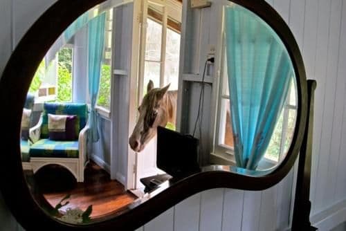 One-Bedroom Cottage - Bottlebrush