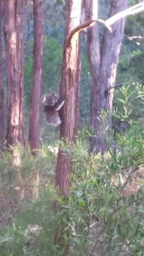 Stringybark Hills Retreat4