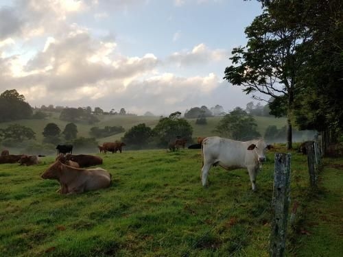 Seasons of Maleny B&B4
