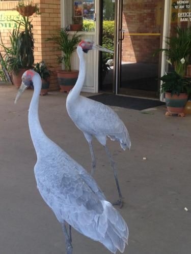 Jumbuck Motel1