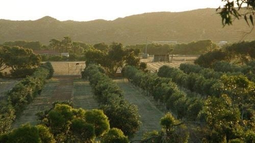 Bentwood Olive Grove Accommodation4