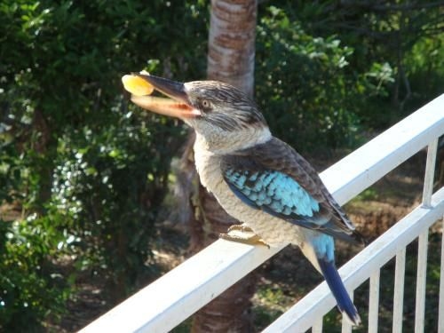 Daggoombah Holiday Home Magnetic Island1
