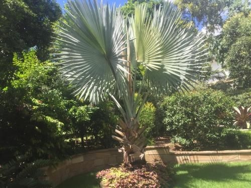 Balmoral Queenslander4